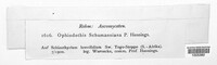 Image of Balansiopsis schumanniana